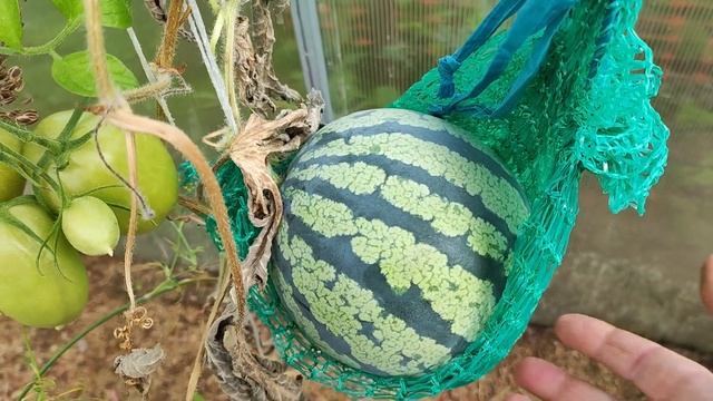 Томаты в теплице ,самая вкусная яблоня ,обзор огорода. смотреть онлайн