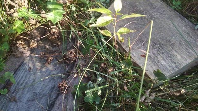 Сажаю косточки сливы в открытый грунт под зиму на Урале смотреть онлайн