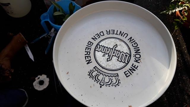орхидея МАСДЕВАЛИЯ. Как посадить на блок?