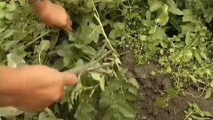 Как получить ранний картофель?