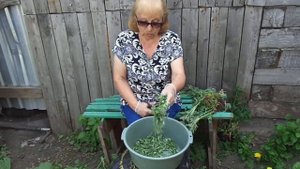 Полынь на грядках против муравьев.