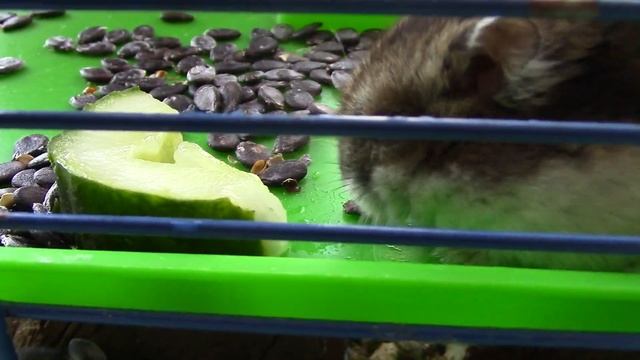 Новые ПИТОМЦЫ Ми ми мишек! Кролик, Котик и хомячки Мультики с игрушками про Кешу и Тучку