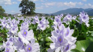 Интересные и уникальные растения нашей планеты // Interesting and unique plants of our planet   Ч.2