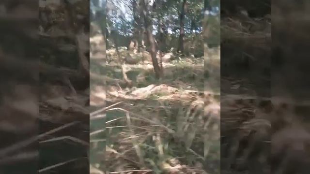 лес под нашид | прогулка в лесу смотреть онлайн