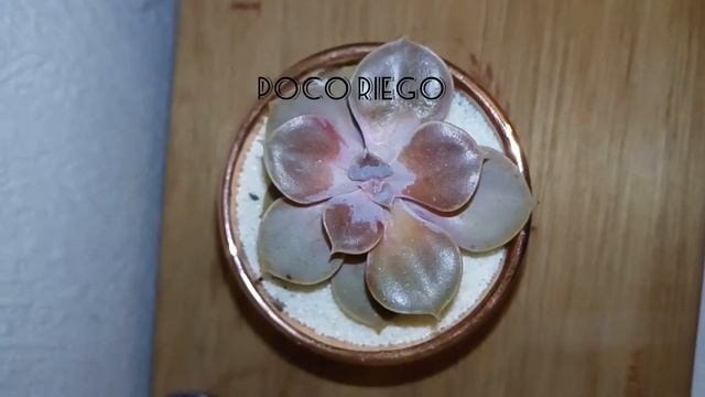 Echeveria Perle von number смотреть онлайн