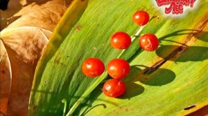 День в Шишкином Лесу. Опасные ягоды