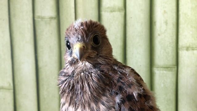 Птенец сокола « покинул» гнездо!))) смотреть онлайн