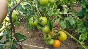 ДАЧНЫЙ ЛЮБИМЕЦ сорт томата для дачников