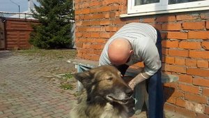 #Как вычесать собачью шерсть..