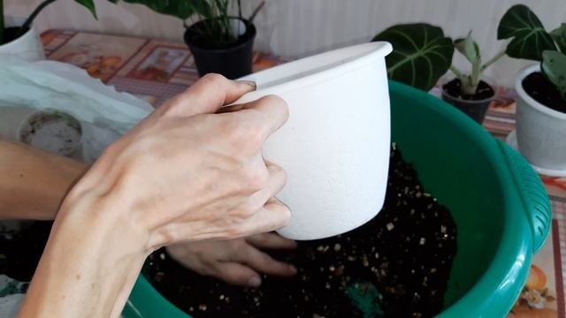 Пересадка