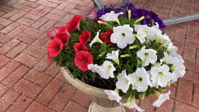 Petunia CannonBall – New series for 2022 смотреть онлайн