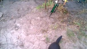 Смешные животные Охота норки за рыбой 04 10 2012 16 14 42