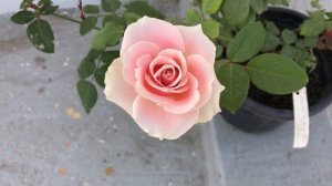 SWEET AVALANCHE ROSE #rose #roseseries