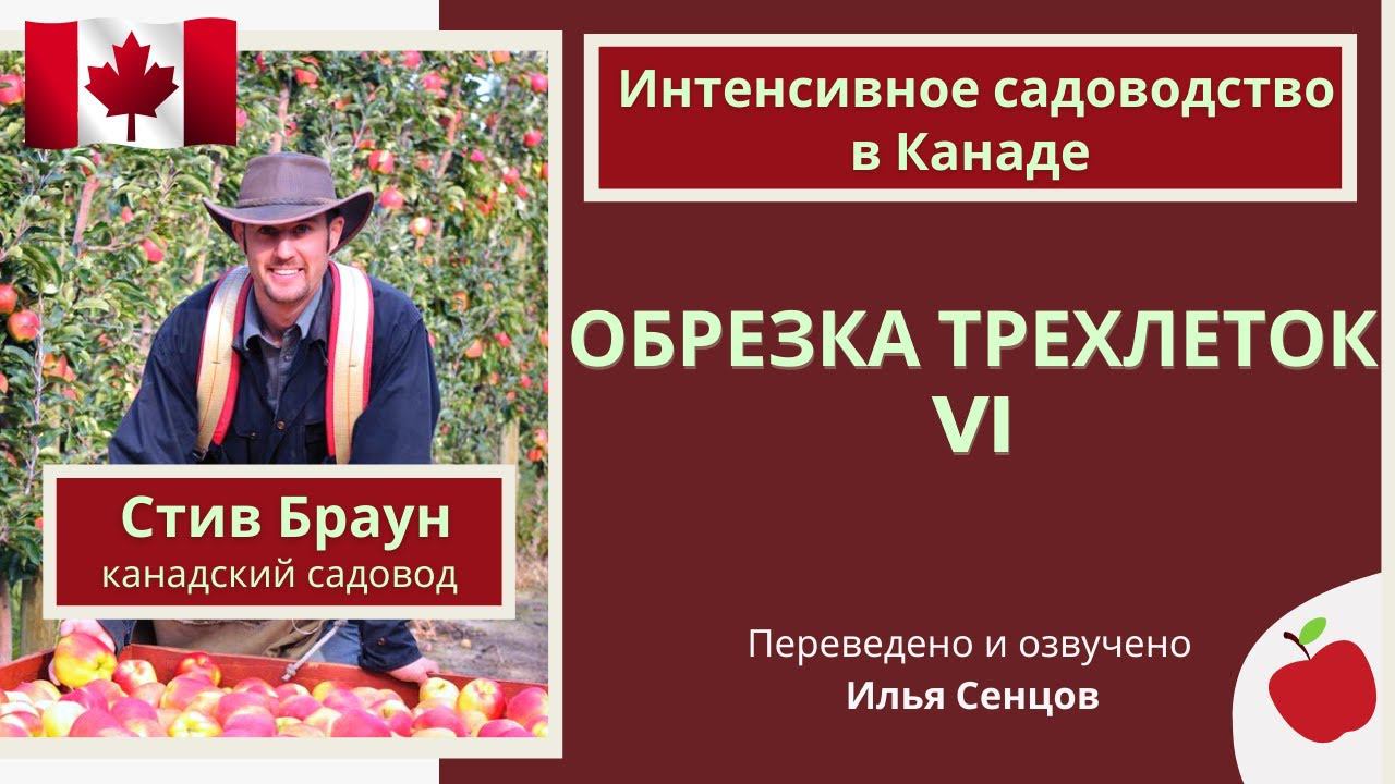 Демонстрационная обрезка молодых яблонь в интенсивном саду (Канада)