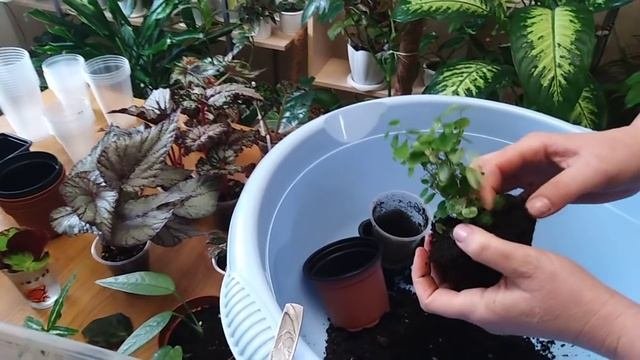 Комнатные растения . Пересадка новых растений .Грунт ,горшочки .
