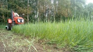 Кентавр Т-244 + Керланд К1400 фрезерование овса.
