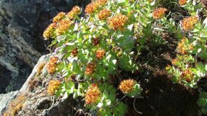 Родиола розовая - замена женьшеня.mp4