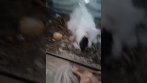 Как ухаживать за морскими свинками