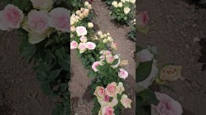 Роза Клер Маршал