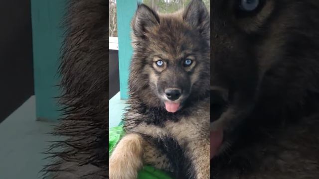 THE AGOUTI HUSKY