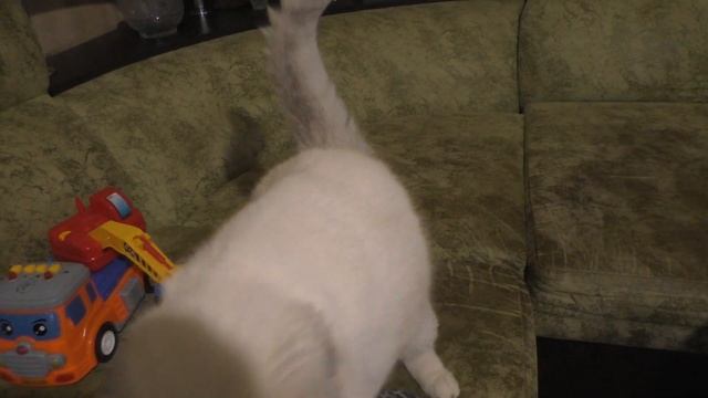 Беременность кошек. Первые признаки. Беременна ли кошка смотреть онлайн