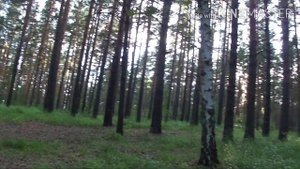 Интересное место в Кудряшовском бору