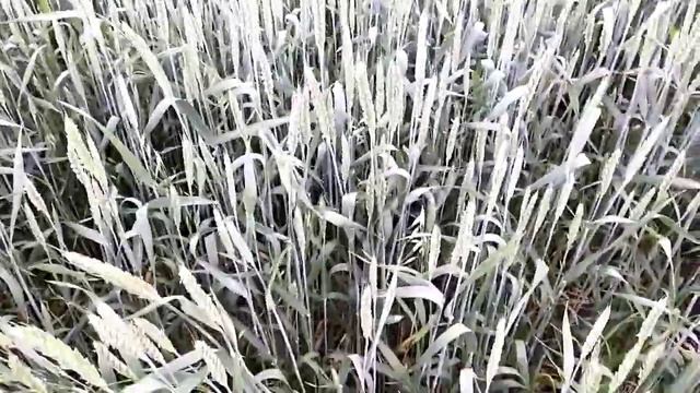 ЖЕСТЬ.тля на пшенице. как выглядит трипс .высасывает колос смотреть онлайн