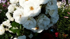 сорт Weisse Wolke