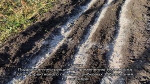 Как посеять семена клубники, чтобы получить хороший урожай