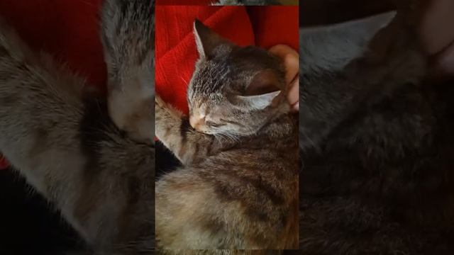 #Лечебное #мурлыканье #кошки #Релакс | #Успокоение #нервов #Снятие #стресса #Relax