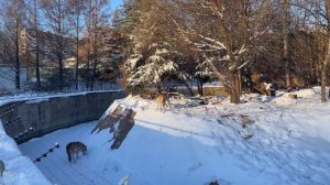 Животный мир России. Московский зоопарк