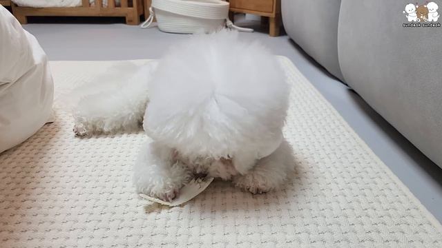배추 간식 뺏길봐 물고 자는 강아지 ㅋㅋㅋ