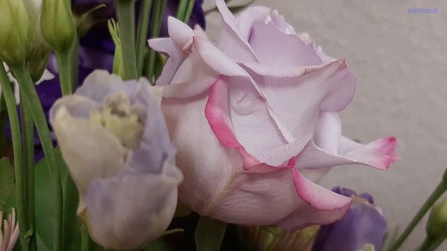 Желаю дня тебе доброго , светлого смотреть онлайн