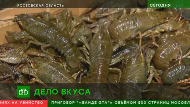 В России начали разводить австралийских красноклешневых раков смотреть онлайн