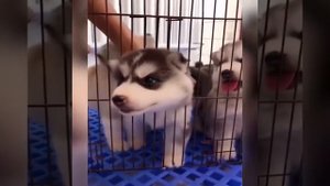 Забавные щенки и котята 2020