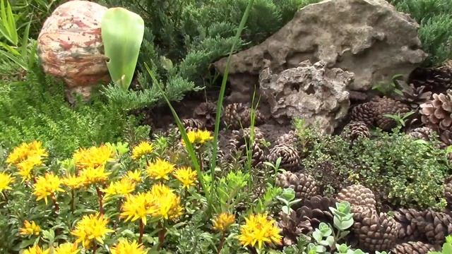 СЕДУМЫ В САДУ. САЖАЕМ ПО ЛИНЕЕЧКЕ ИЛИ?! смотреть онлайн