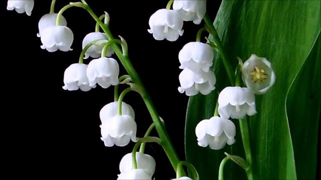 Lily of the valley смотреть онлайн