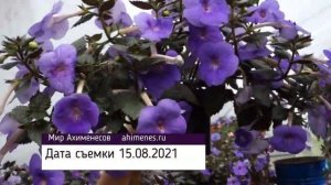 Крупноцветковые ахименесы, цветение в 2021 году.