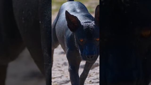 Chupakabra#xolo#xoloworld#ксоло#ксоломир#ксолоитцкуинтли смотреть онлайн