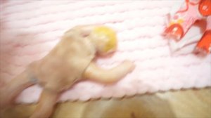 Мой новый мини реборн / самодельный мини реборн