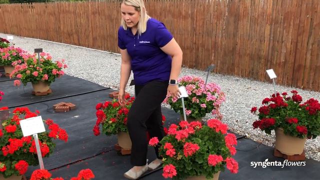 Mojo Interspecific Geranium | Lucas Greenhouses Summer Trial смотреть онлайн