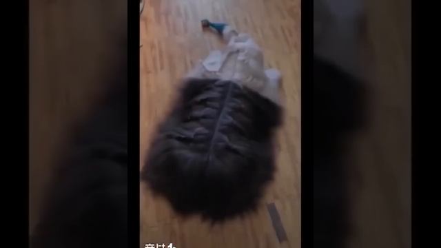 "funniest cats and dogs - awesome funny pet animals videos #2022  #cutecats #funnycat #shorts #145