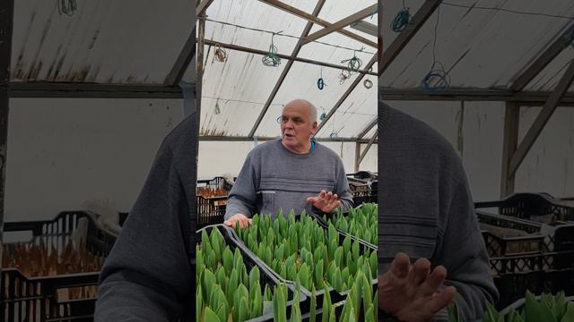 2 миллиона рублей за два месяца на тюльпанах🌷💐🧅