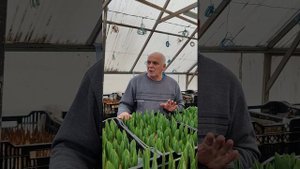 2 миллиона рублей за два месяца на тюльпанах🌷💐🧅