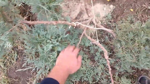?Ниваки из можжевельника #бонсай