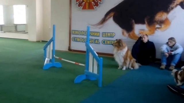 Аджилити. Бигль и колли.