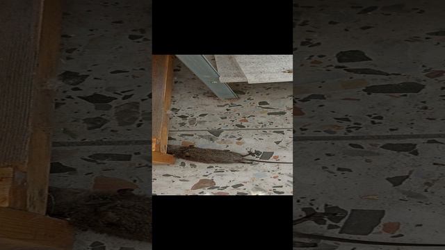 Игра с мышкой. Другой ракурс.