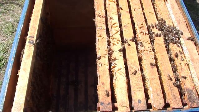 Улей медовик 2 способ. Как сделать семью медовик для сбора майского мёда