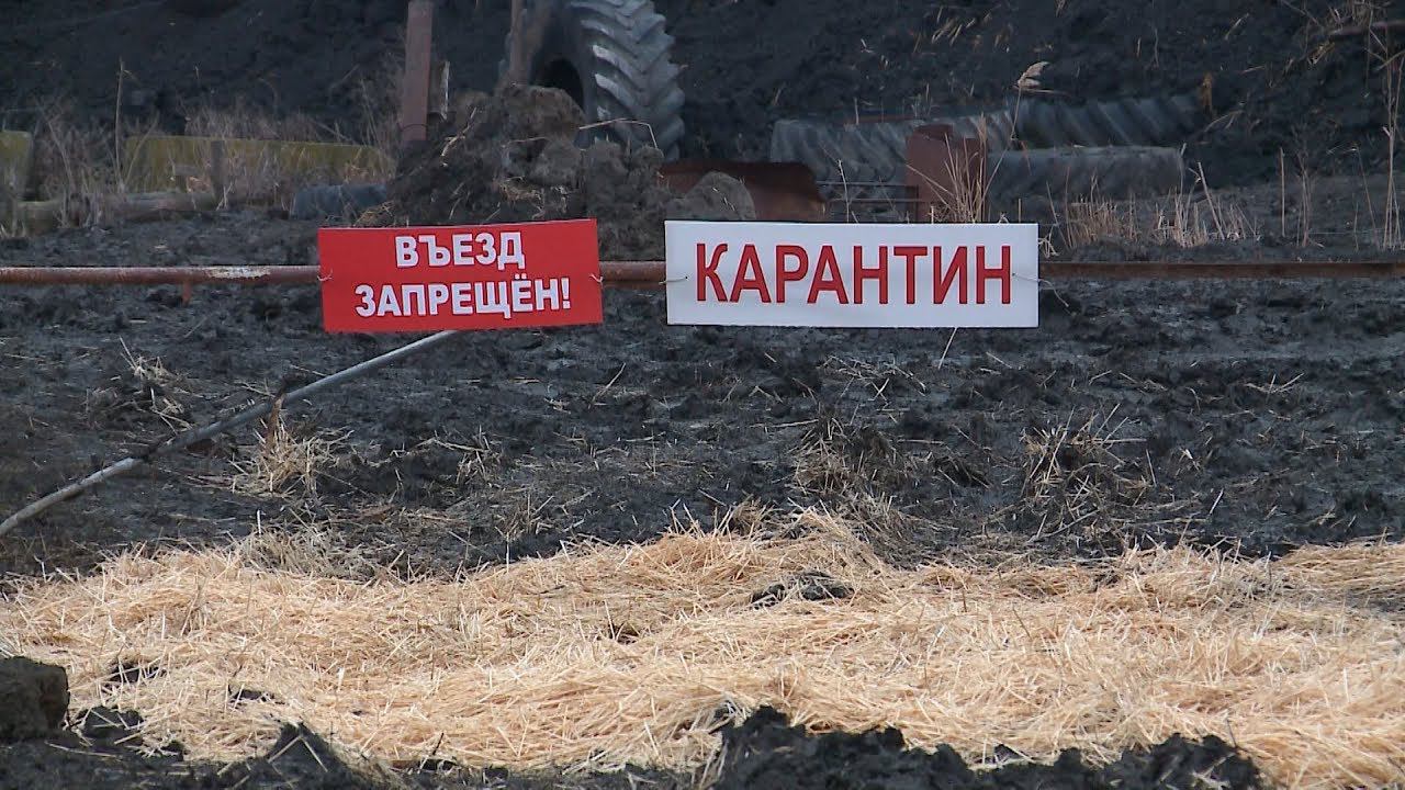 Карантин по в/о. Карантин животных. Карантин по бешенству. Карантин по бешенству животных. Карантин животных.