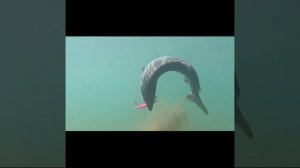 Ловля горбуши на воблер 80 мм (14 гр) от Mr. Musurok